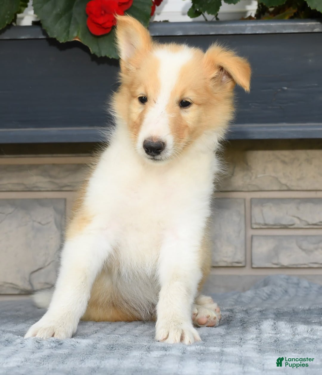 Collie dogs for sale: Parker - Image 7