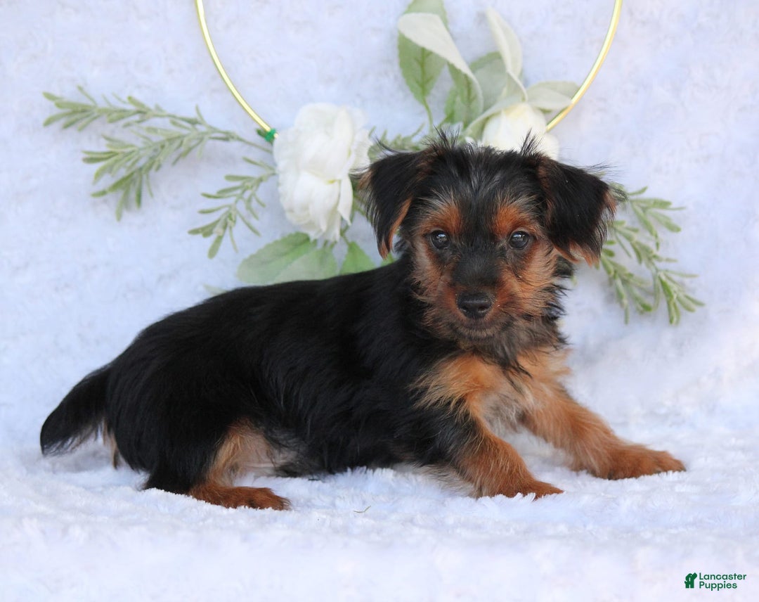 Yorkshire Terrier dogs for sale: Dallas - Image 4