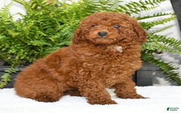 Miniature Poodle dogs for sale: Scotty - Image 2