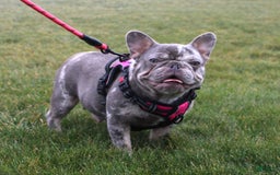 French Bulldog dogs for sale: Leo - Image 6