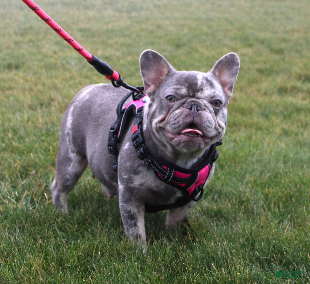 French Bulldog dogs for sale: Leo - Image 6