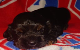 Cocker Spaniel dogs for sale: Cocker Puppy - Image 7