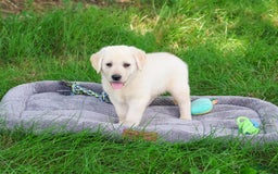 Labrador Retriever dogs for sale: Labrador Retriever 8 puppies - Image 4