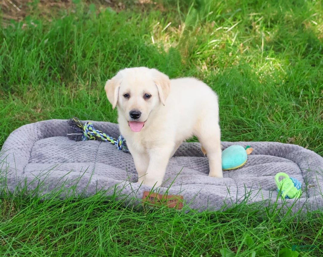 Labrador Retriever dogs for sale: Labrador Retriever 8 puppies - Image 4