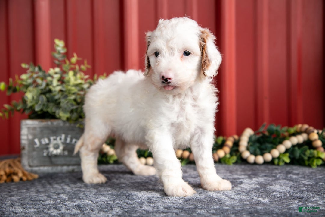 Mini Goldendoodle dogs for sale: Walter - Image 3