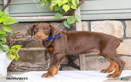 Doberman Pinscher dogs for sale: Royal - Image 4