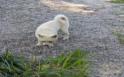 Alaskan Klee Kai dogs for sale: Snowball - Image 2