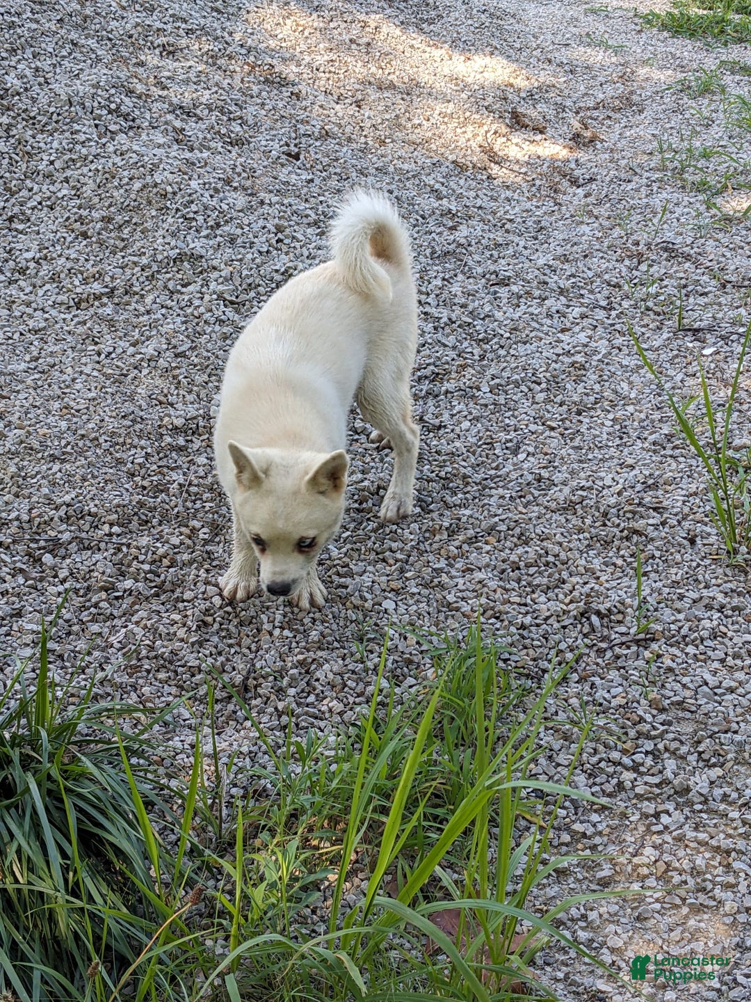 Alaskan Klee Kai dogs for sale: Snowball - Image 2