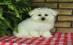 Havapoo dogs for sale: Thomas - Image 12