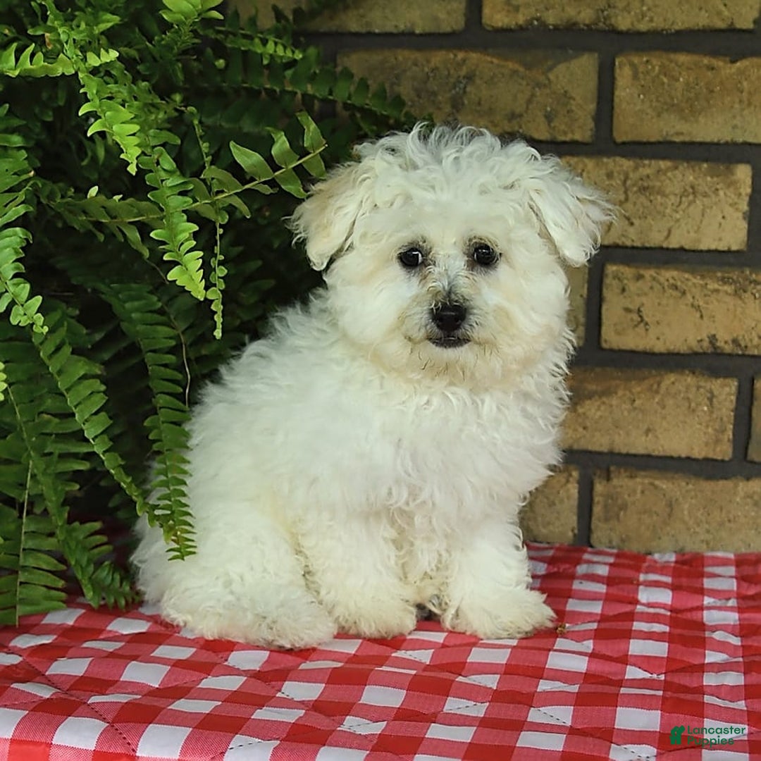 Havapoo dogs for sale: Thomas - Image 12