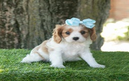 Cavalier King Charles Spaniel dogs for sale: Sasha - Image 1