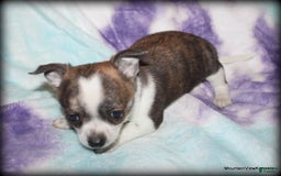 Chihuahua dogs for sale: Cisco - Image 2