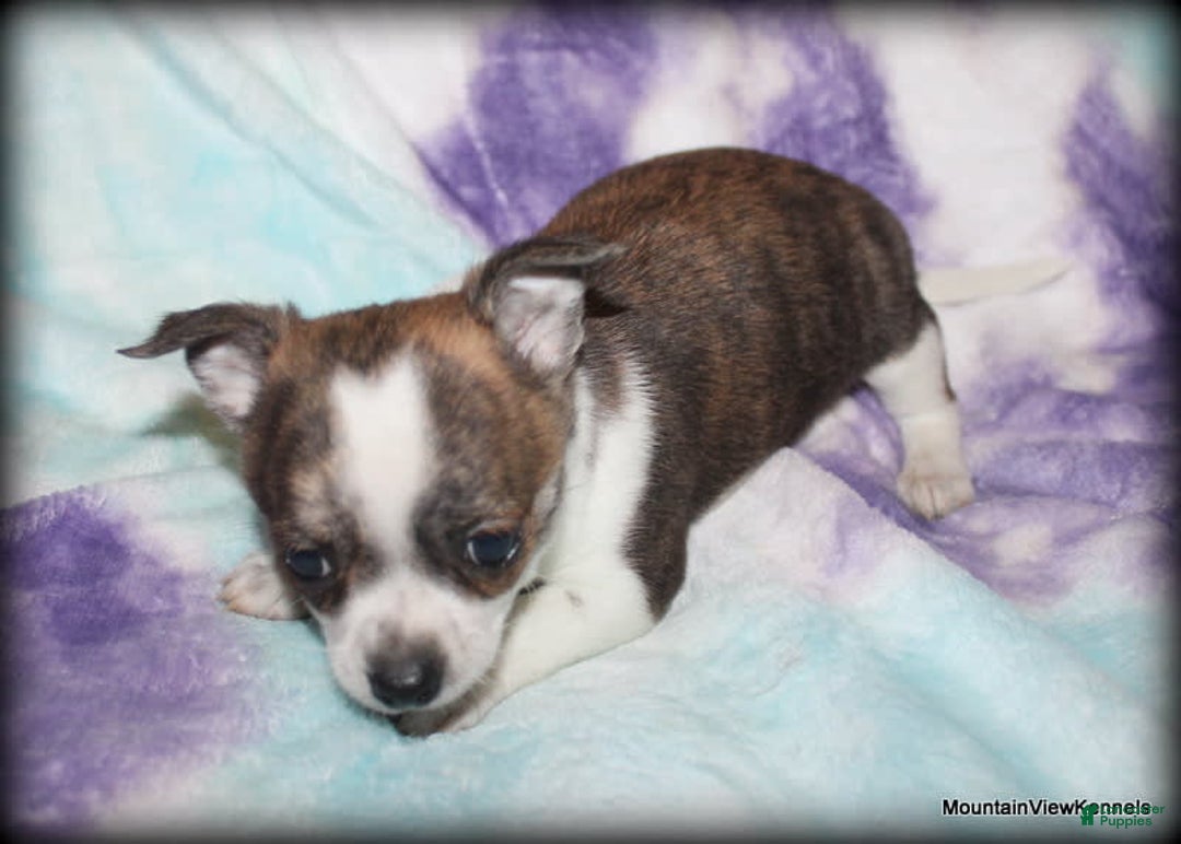 Chihuahua dogs for sale: Cisco - Image 2