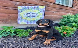 Doberman Pinscher dogs for sale: Annabelle Dad Is Health Tested - Image 1