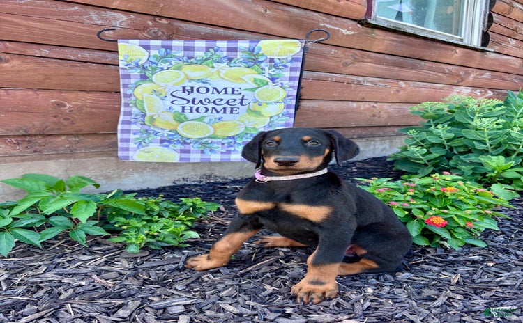 Doberman Pinscher dogs for sale - Ad 2