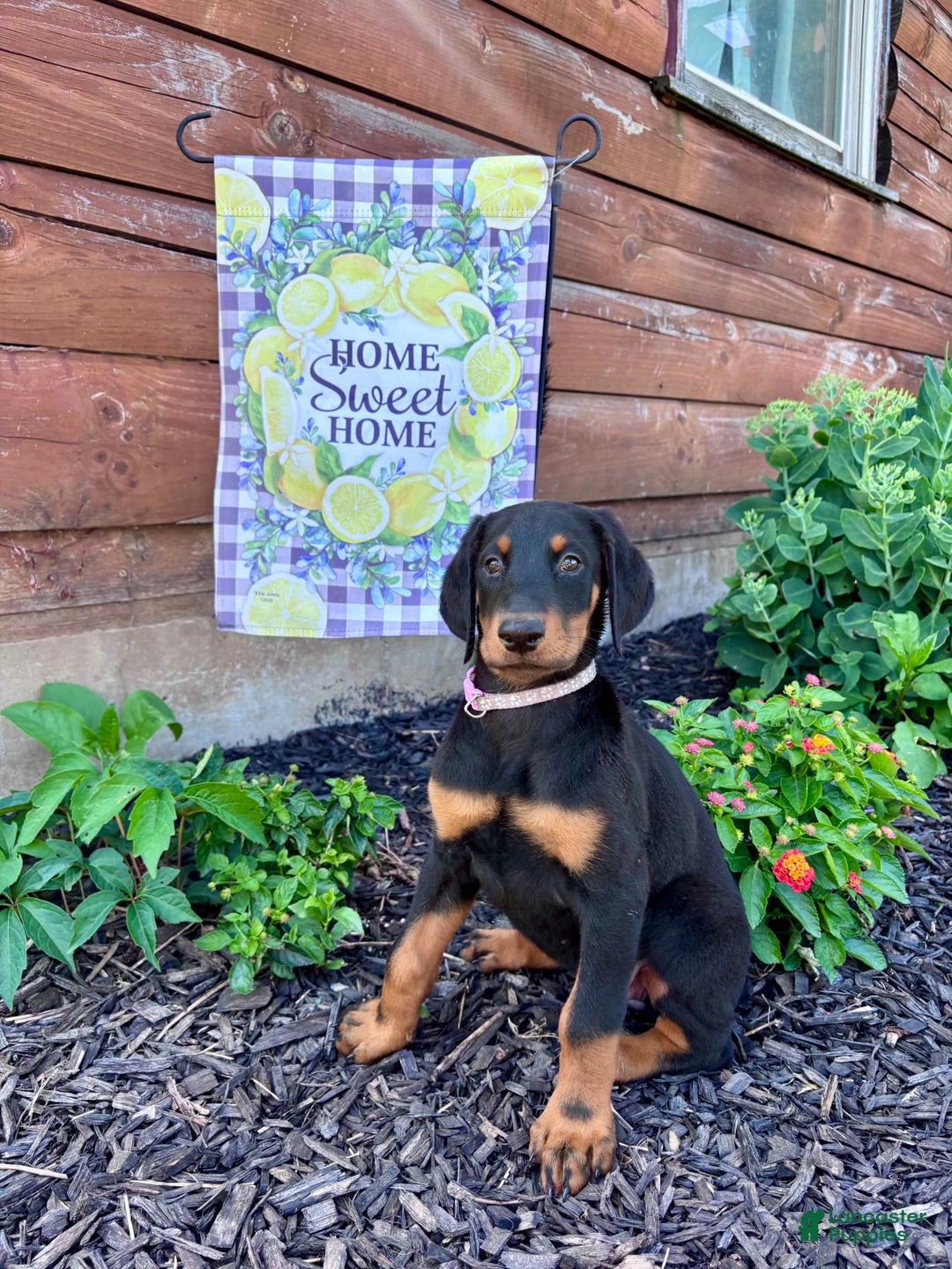 Doberman Pinscher dogs for sale: Annabelle Dad Is Health Tested - Image 1