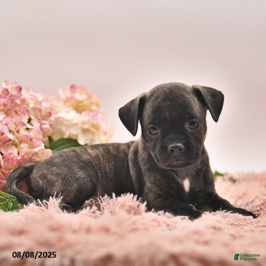Boston Terrier dogs for sale: Stanley - Image 3