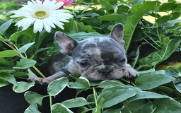 French Bulldog dogs for sale: Half And Half - Image 6