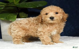 Bichpoo dogs for sale: Kent - Image 13