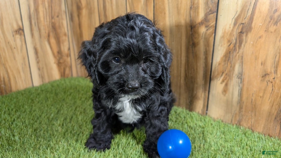 Cavapoo dogs for sale: Missy Boy 1 - Image 11