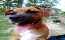 Boxer dogs for sale: Skylar - Image 7