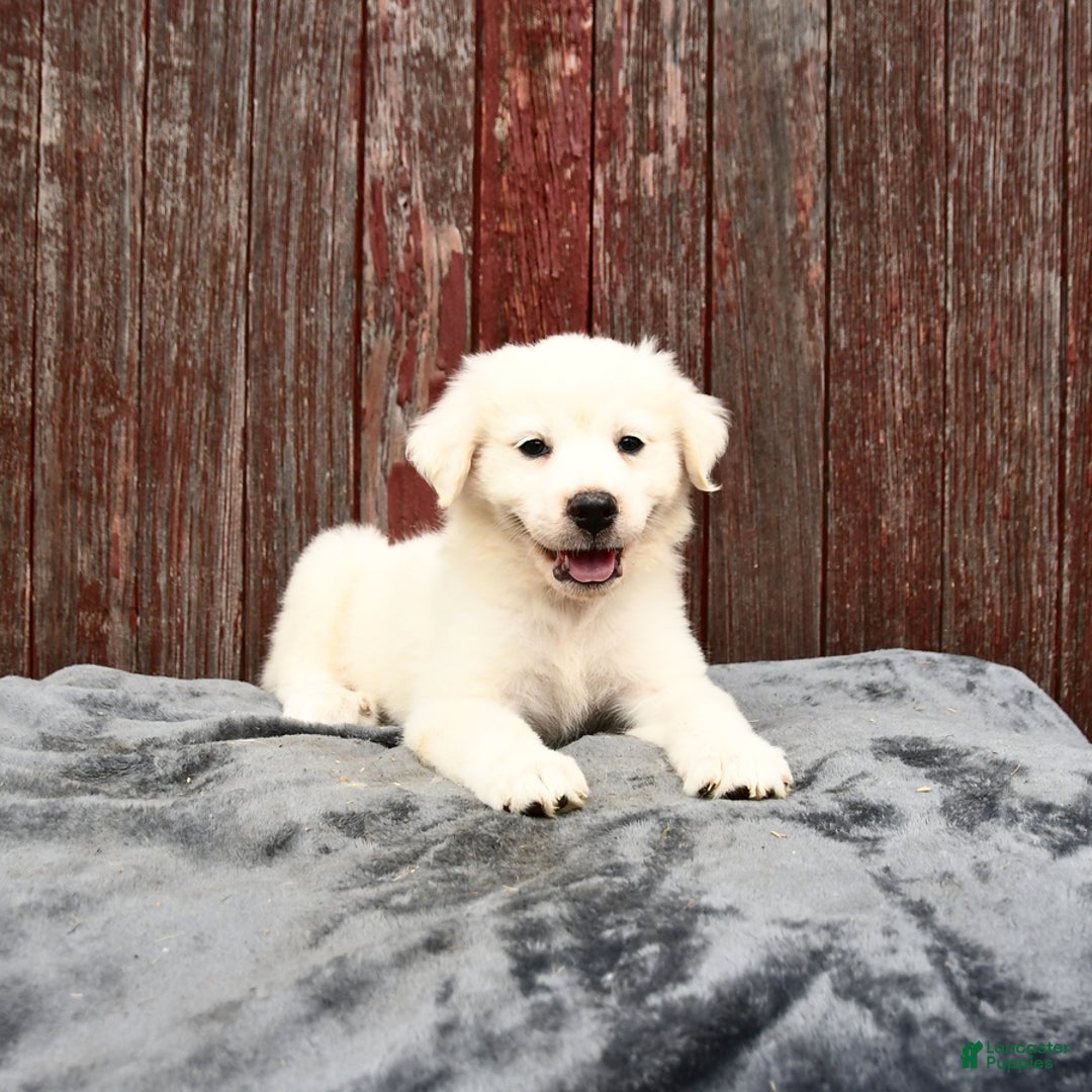 Great Pyrenees dogs for sale: Lucky - Image 2