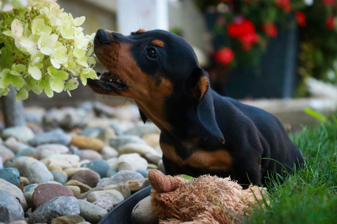 Miniature Dachshund dogs for sale: Heidi - Image 6