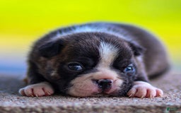 Boston Terrier dogs for sale: Darla - Image 8