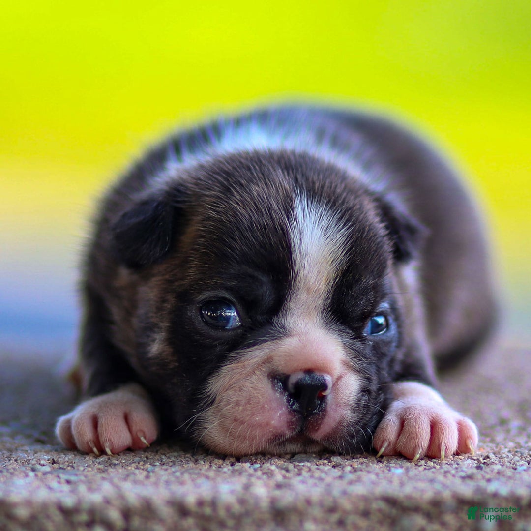 Boston Terrier dogs for sale: Darla - Image 8