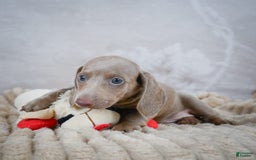 Miniature Dachshund dogs for sale: Dash - Image 6