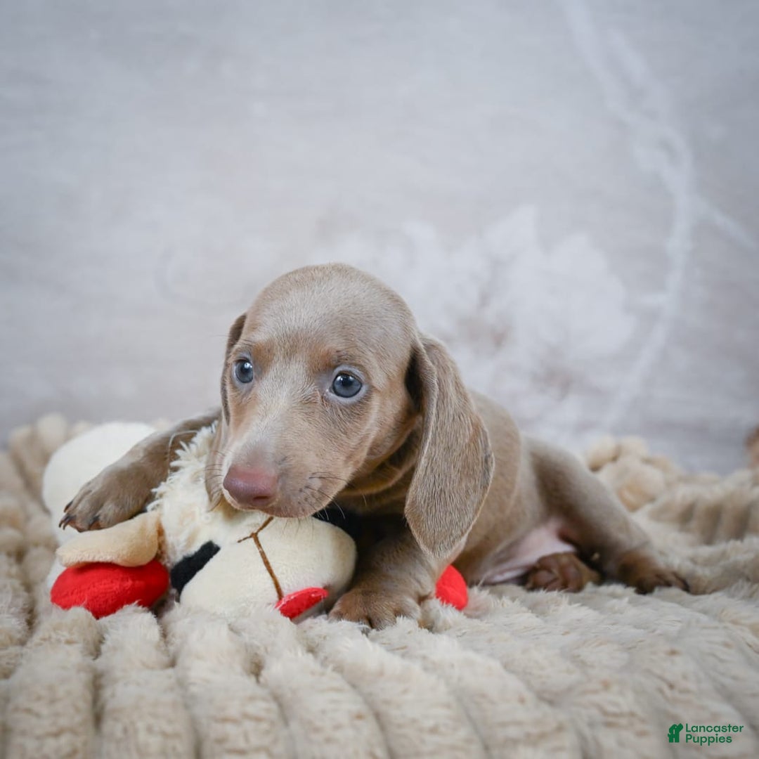 Miniature Dachshund dogs for sale: Dash - Image 6