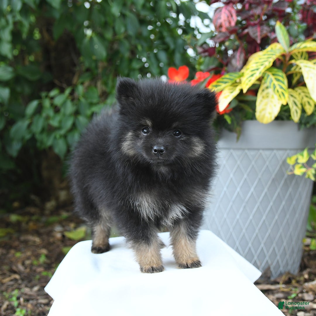 Pomeranian dogs for sale: Cosmo - Image 2