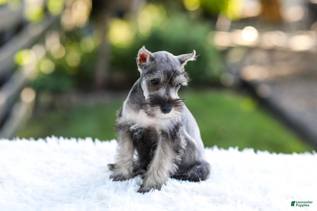 Miniature Schnauzer dogs for sale: Blaze - Image 4