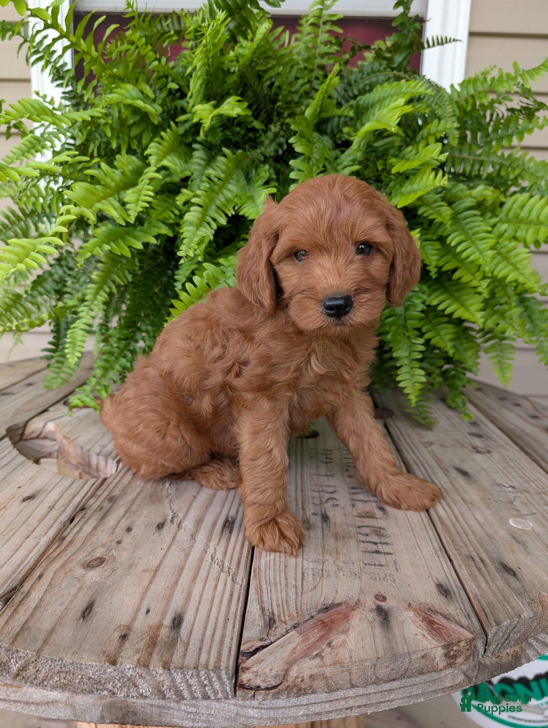 Mini Goldendoodle dogs for sale: Mini -kory - Image 11