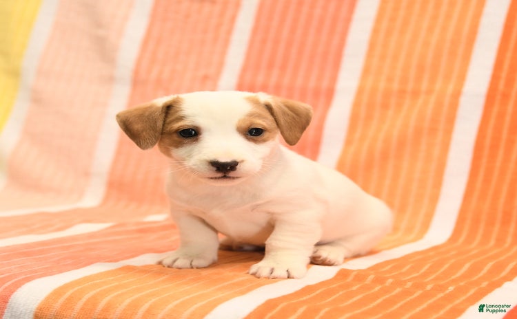 Jack Russell Terrier dogs for sale - Ad 4