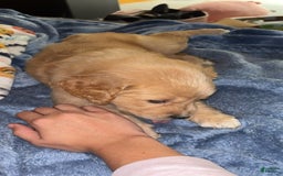 Golden Retriever dogs for sale: No Name - Image 2