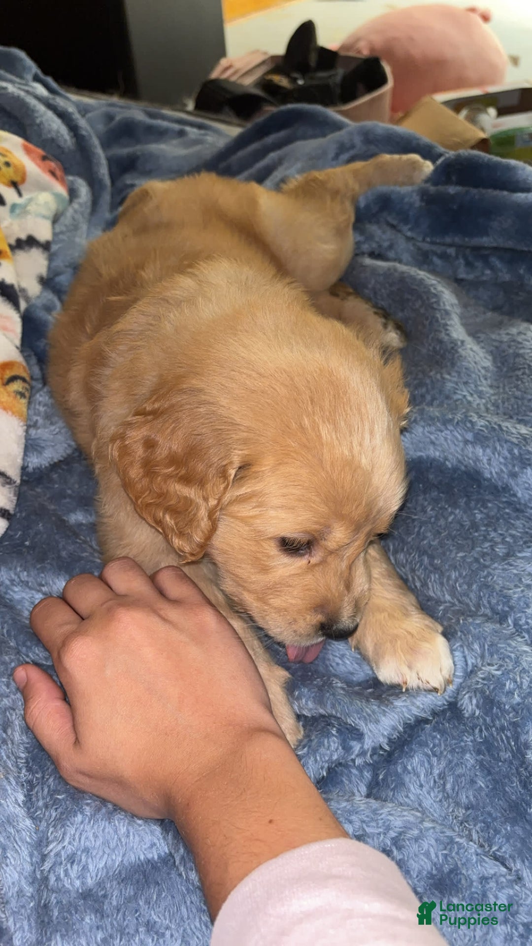 Golden Retriever dogs for sale: No Name - Image 2