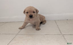 Golden Retriever dogs for sale: Leo - Image 10