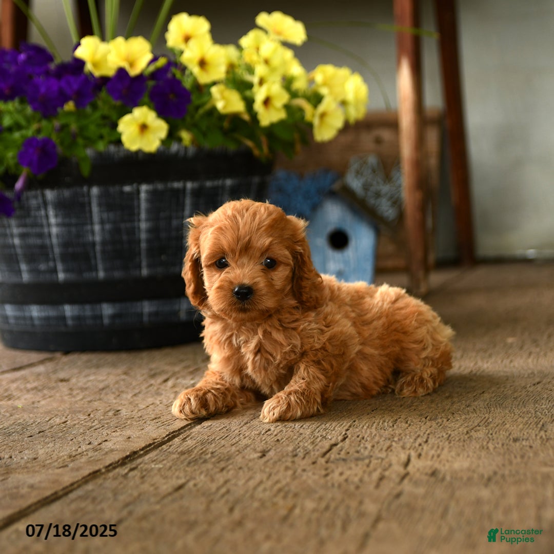 Cockapoo dogs for sale: Cockapoo 9 puppies - Image 15