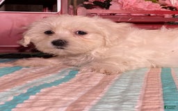 Havanese dogs for sale: Harry - Image 3