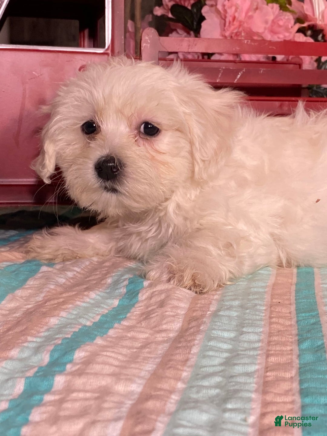 Havanese dogs for sale: Harry - Image 3