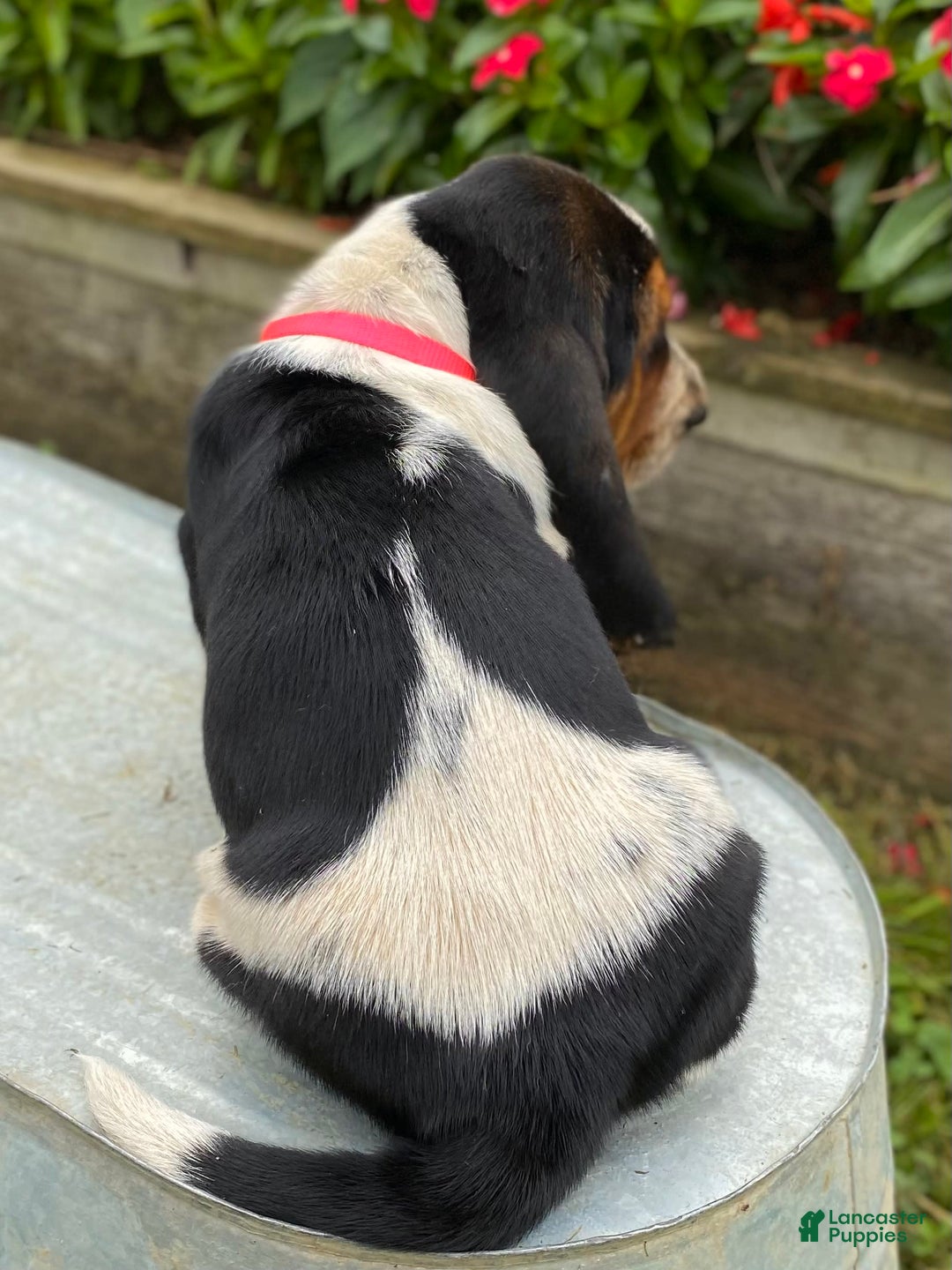 Basset Hound dogs for sale: Sally - Image 17