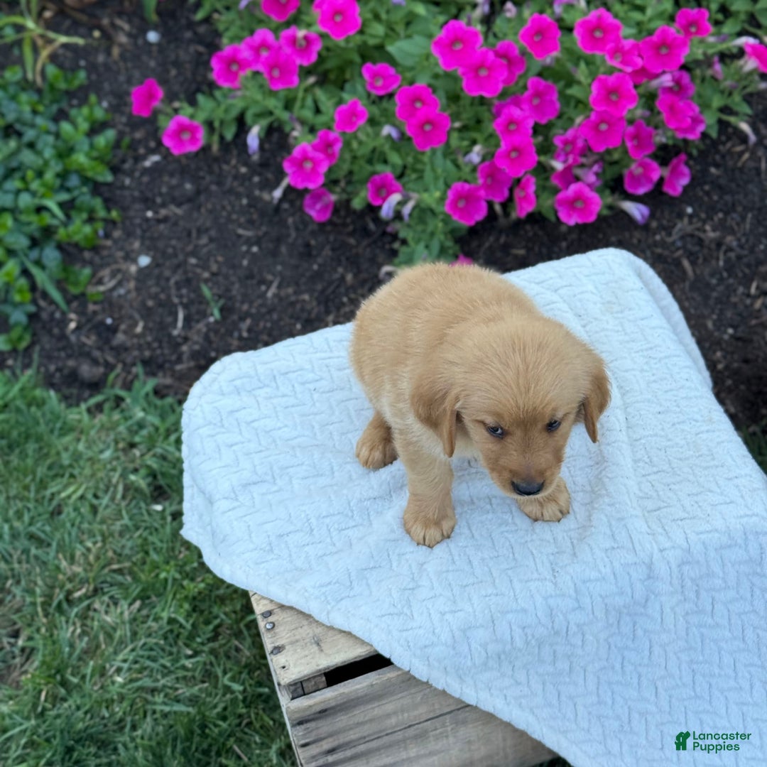 Golden Retriever dogs for sale: Golden Retriever 8 puppies - Image 10