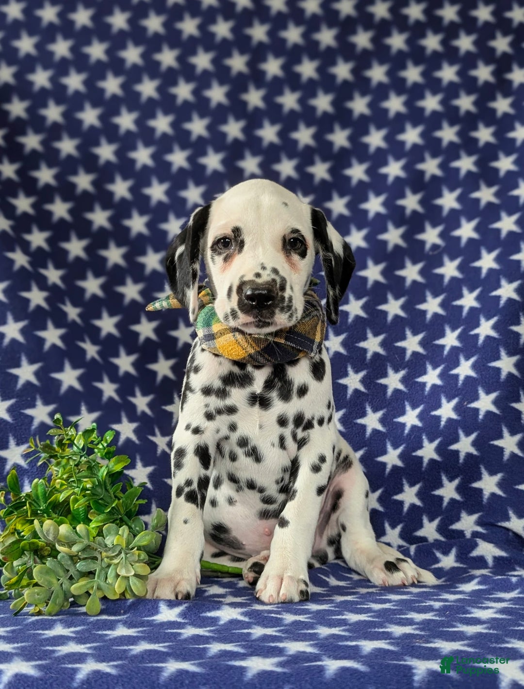 Dalmatian dogs for sale: Landen - Image 1