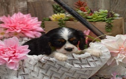 Cavalier King Charles Spaniel dogs for sale: Damian - Image 6
