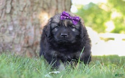 Newfoundland dogs for sale: Zara - Image 3