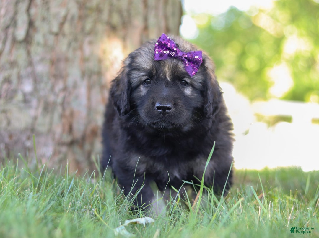 Newfoundland dogs for sale: Zara - Image 3