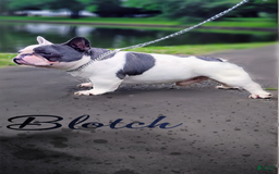French Bulldog dogs for stud: Blotch - Image 1