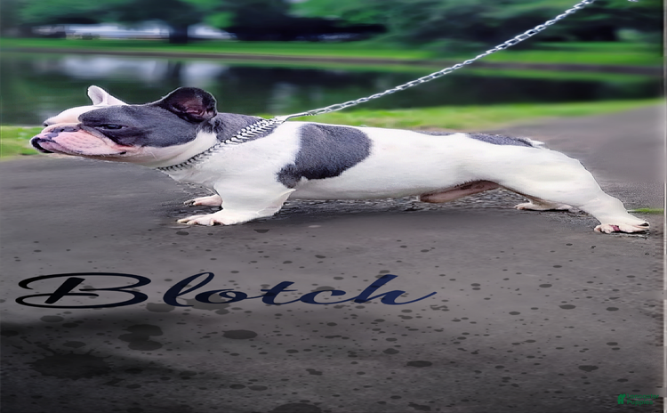 French Bulldog dogs for stud - Ad 1