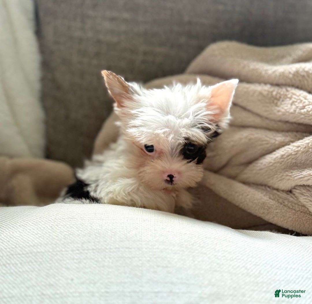 Yorkshire Terrier dogs for sale: Daniel - Image 27